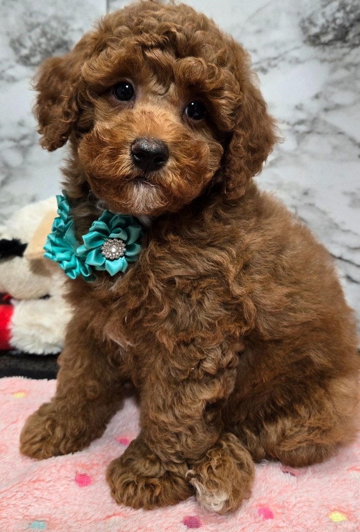 Cachorro de Caniche — DANIELA — disponible en España