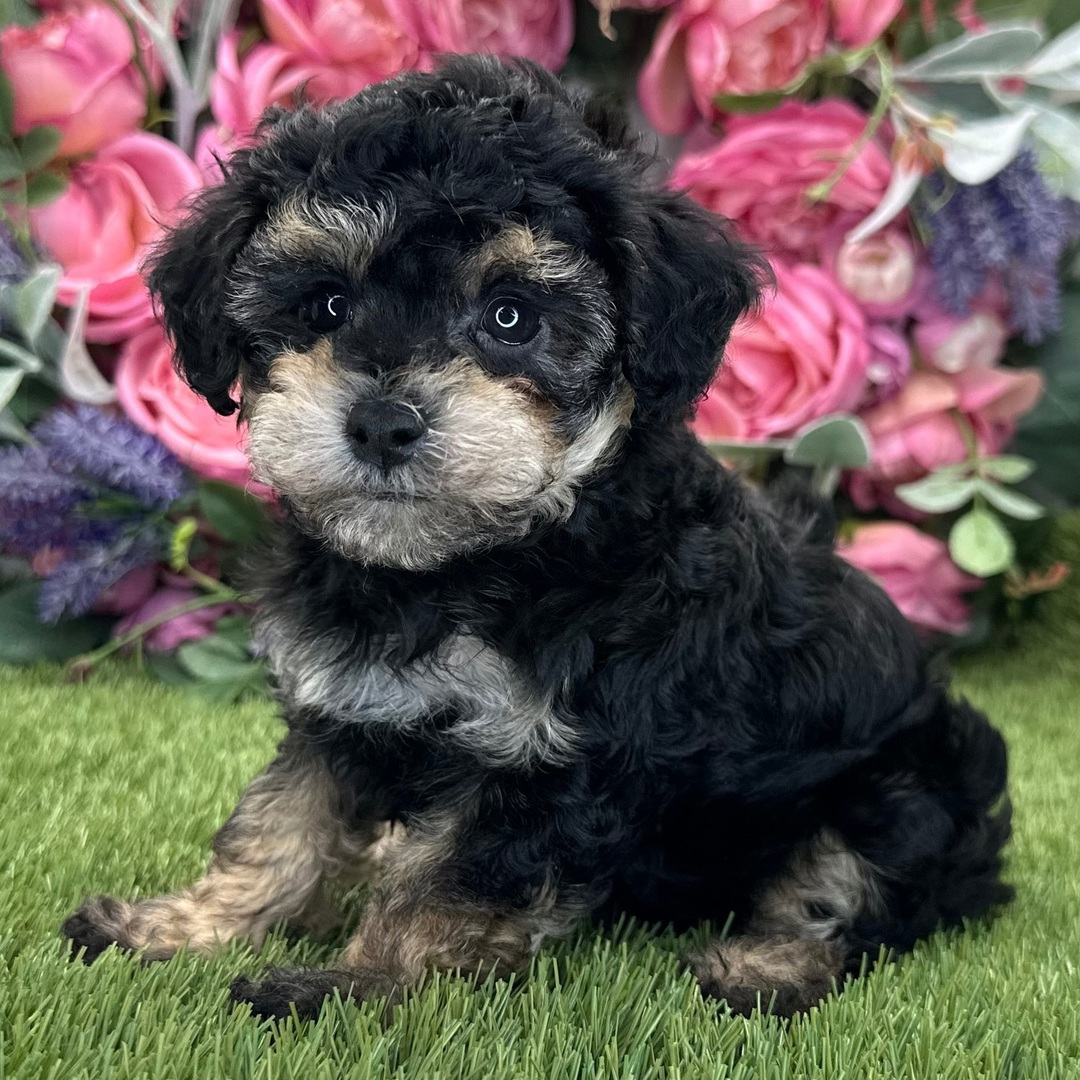 Cachorro de Caniche — GIGI — disponible en España