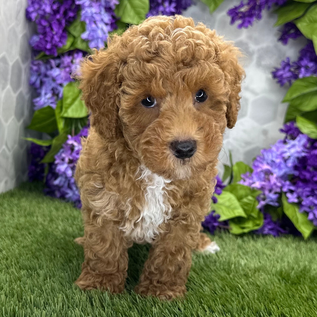 Cachorro de Caniche — CHIRP — disponible en España