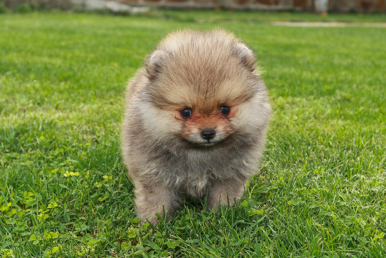 Pomerania cachorro en venta