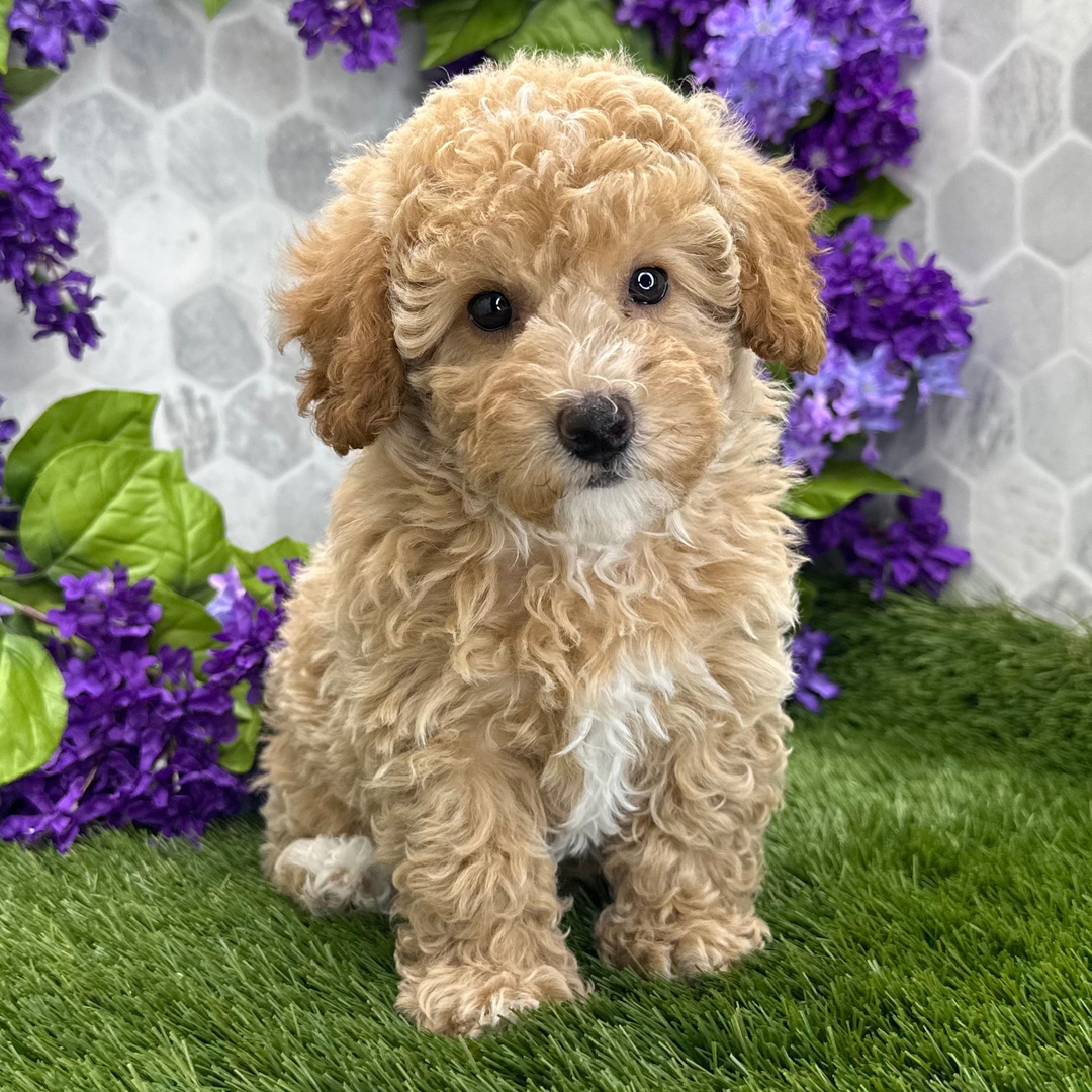 Cachorro de Caniche — RIHANA — disponible en España